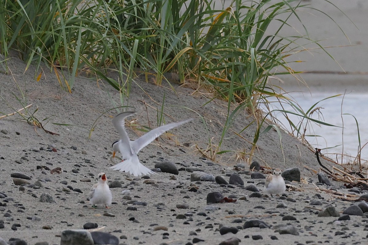 Little Tern - ML637933931