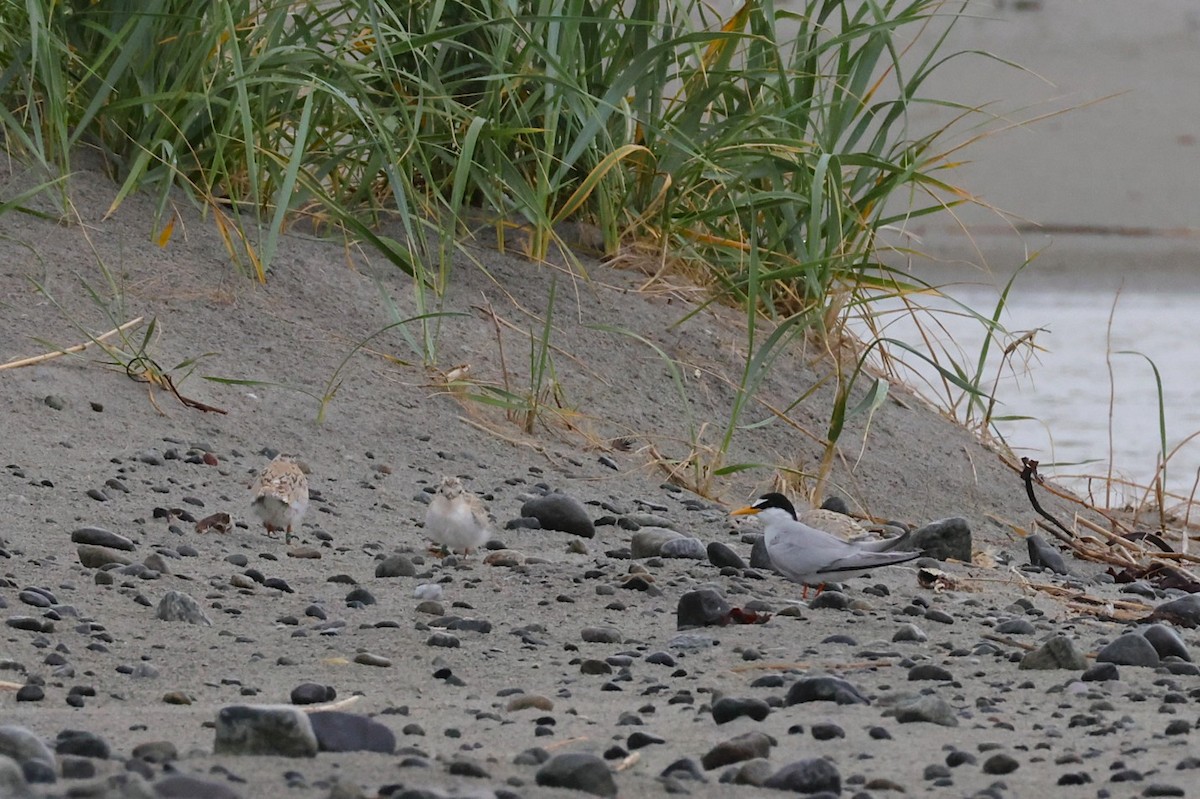Little Tern - ML637933932