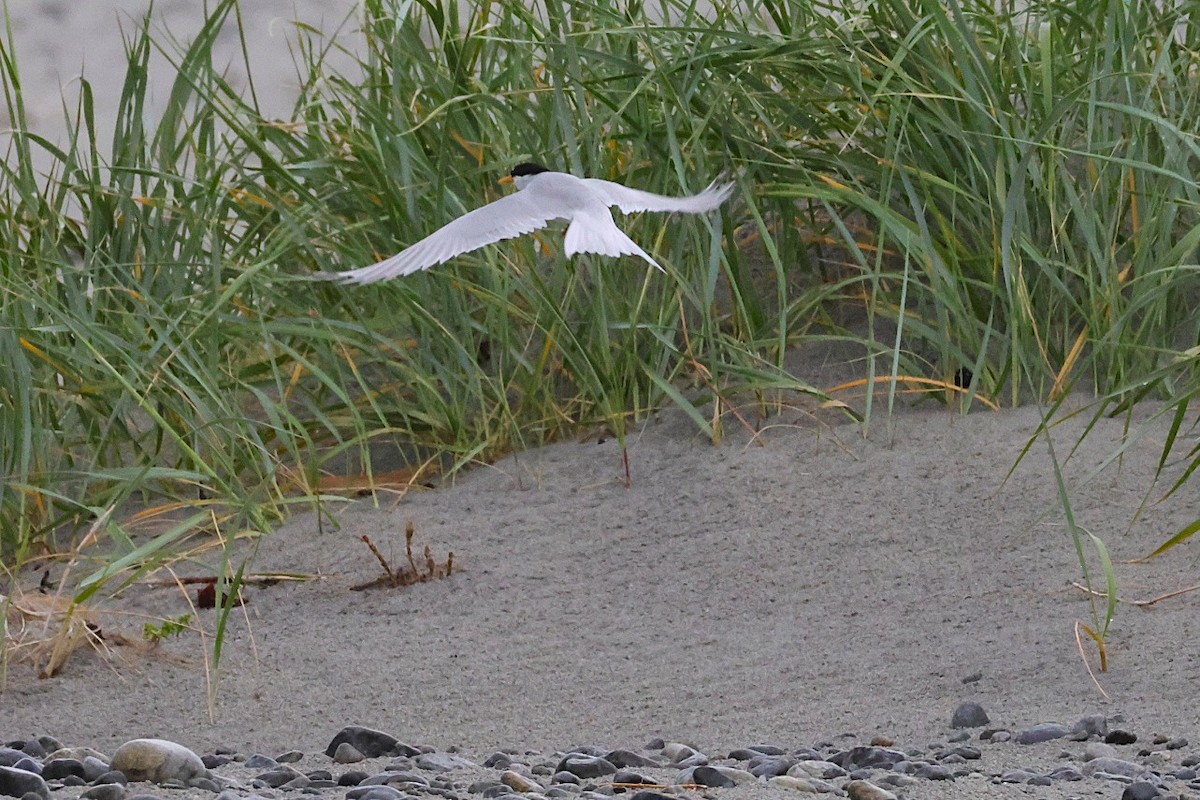 Little Tern - ML637933933