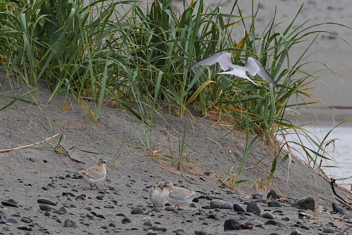 Little Tern - ML637933934