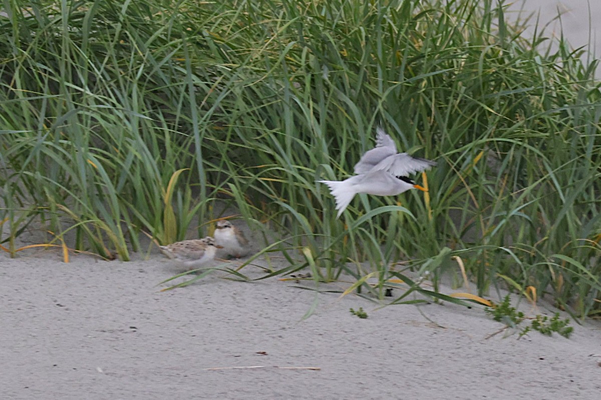 Little Tern - ML637933936