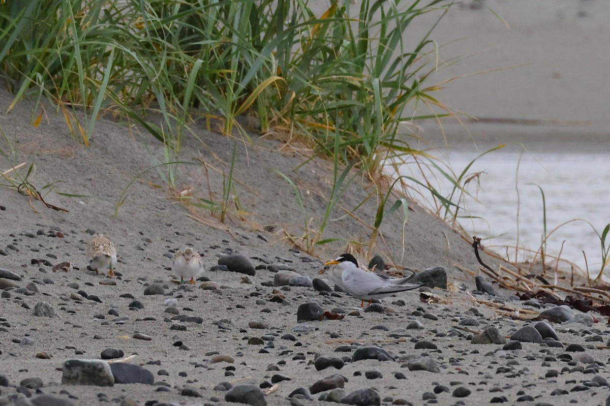 Little Tern - ML637933937