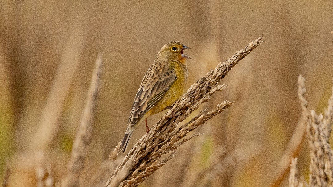 Grassland Yellow-Finch - ML637933970