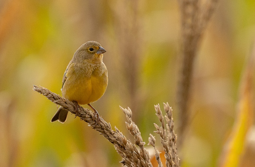 Grassland Yellow-Finch - ML637933971