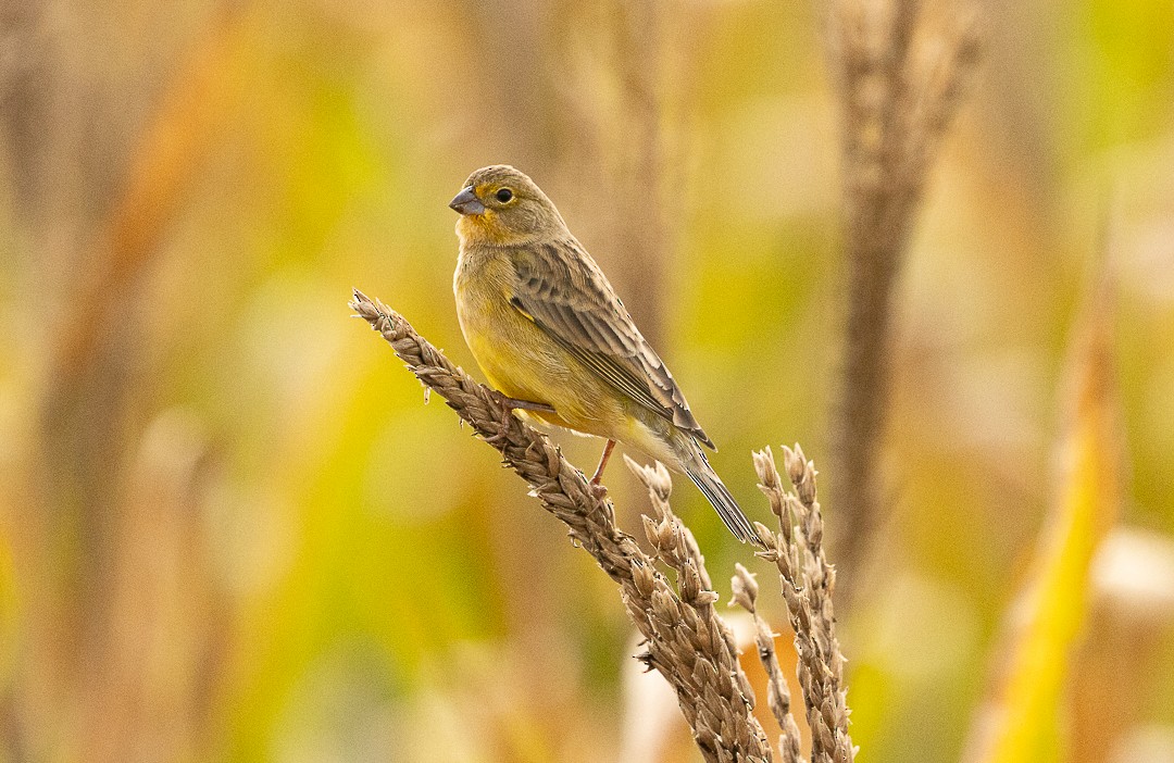 Grassland Yellow-Finch - ML637933972