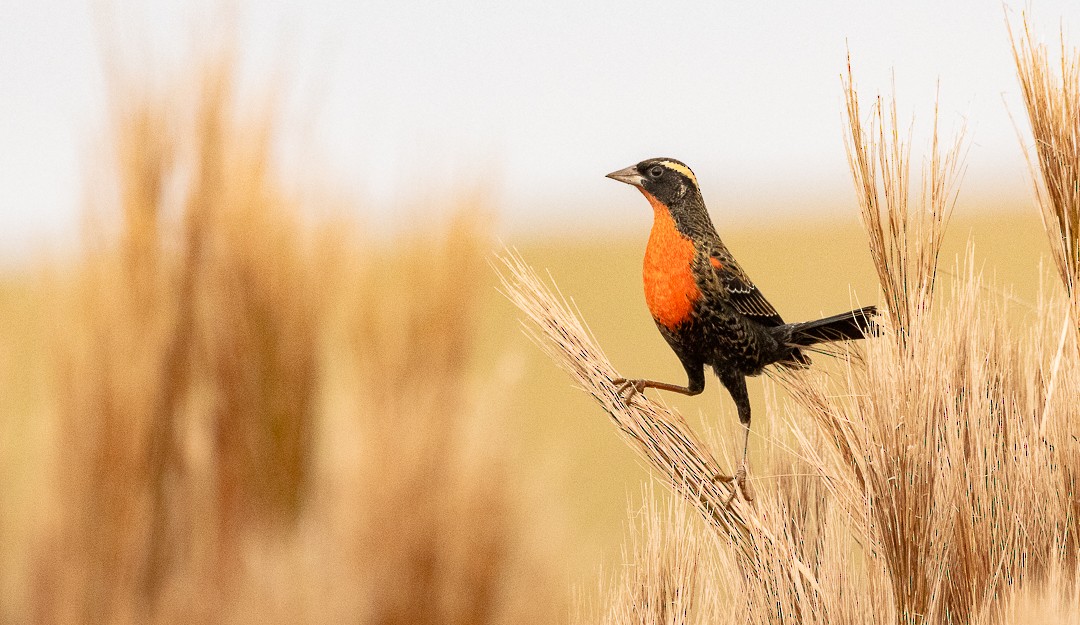 White-browed Meadowlark - ML637933979