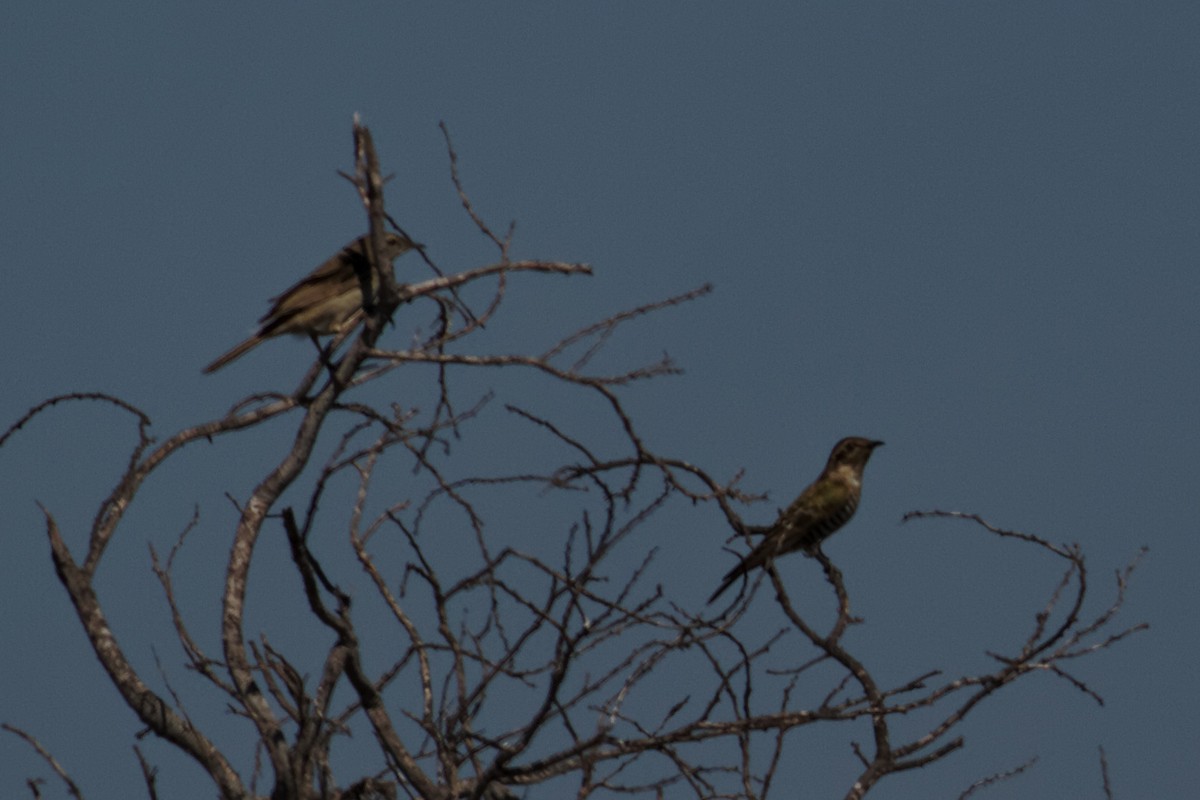Horsfield's Bronze-Cuckoo - ML637934060