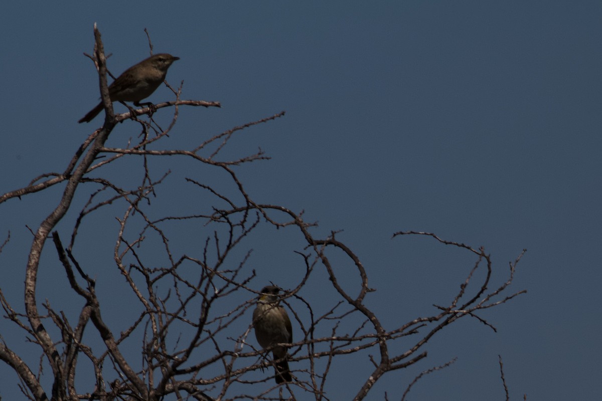 Singing Honeyeater - ML637934082
