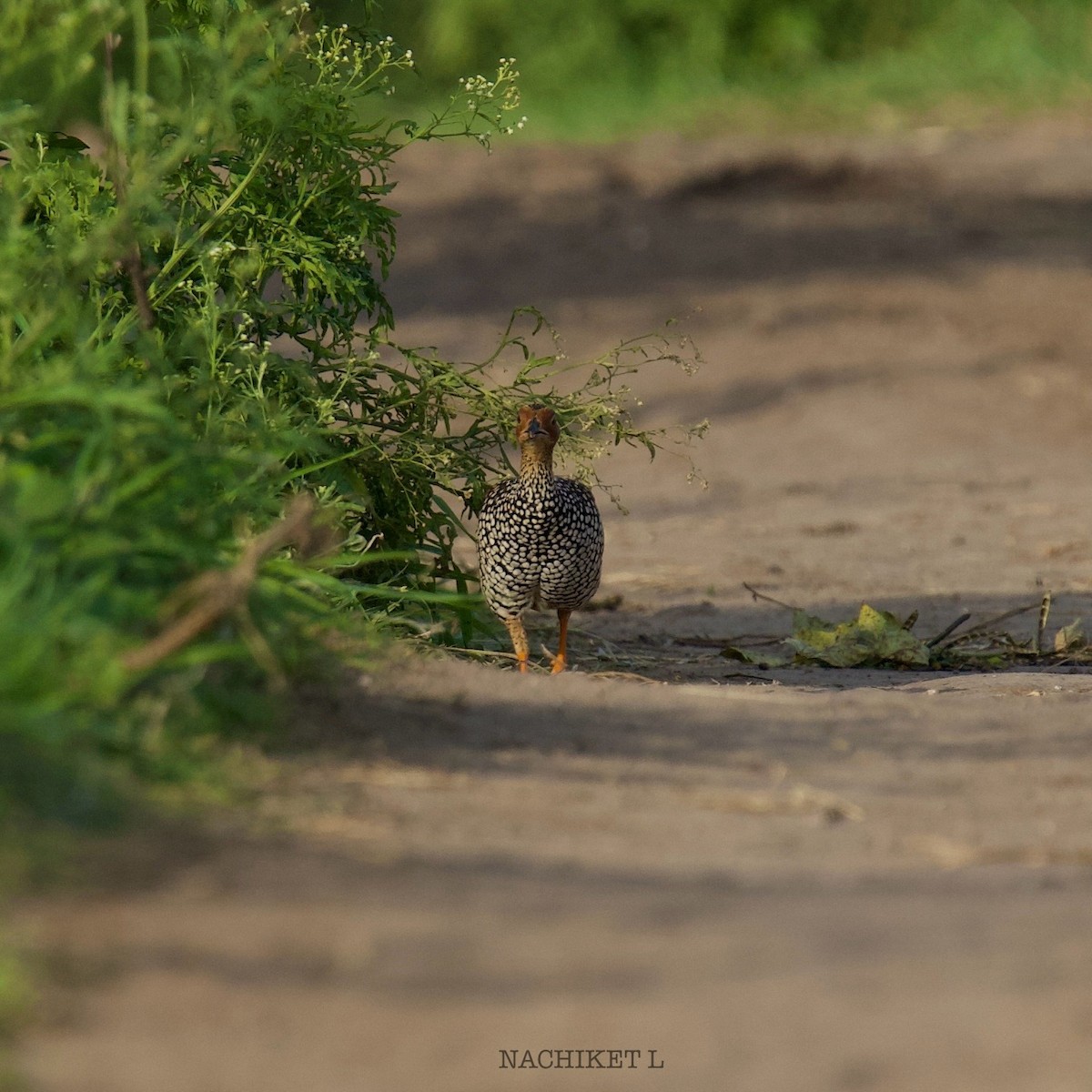 Painted Francolin - ML637934095