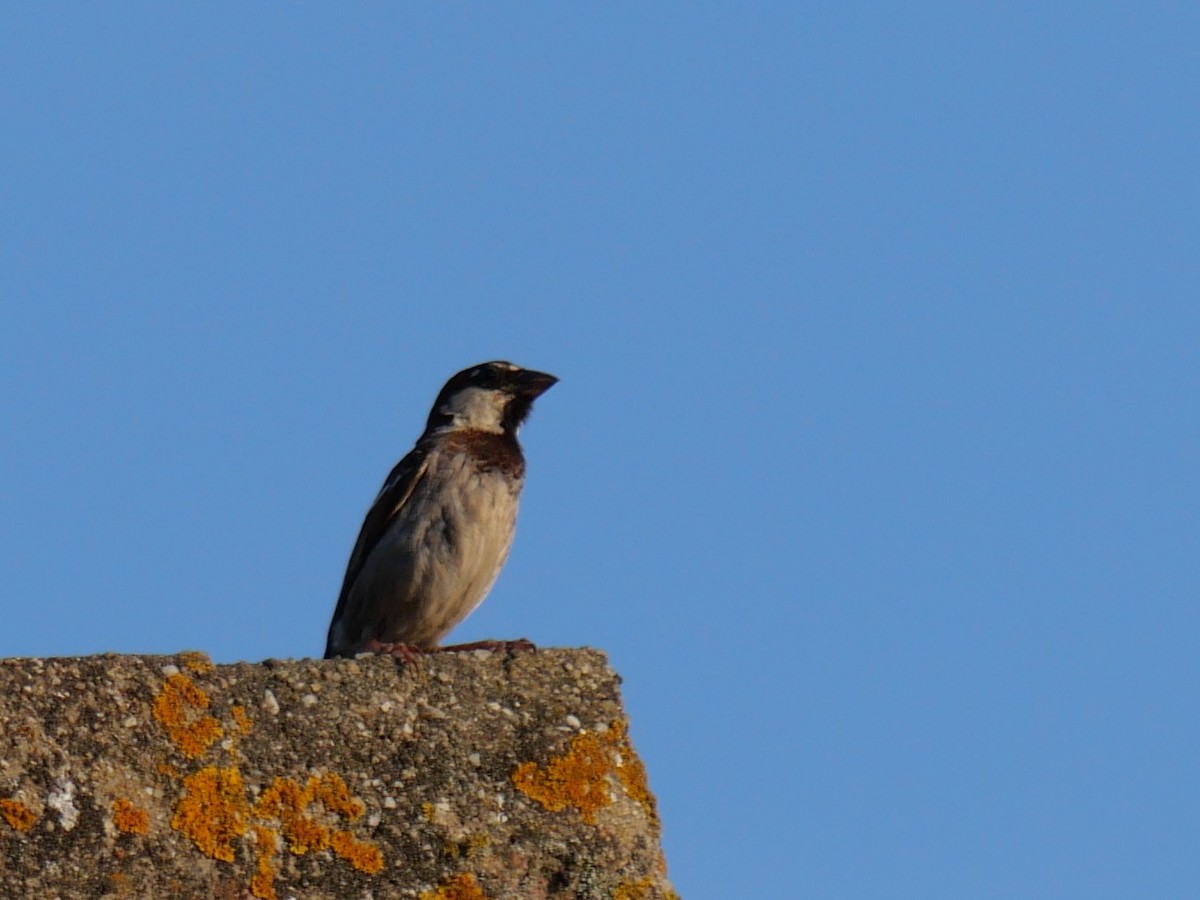 Italian Sparrow - ML637934148
