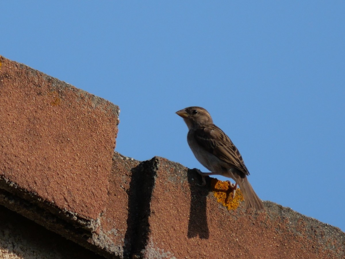Italian Sparrow - ML637934149