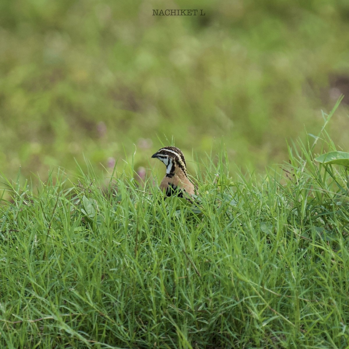 Rain Quail - ML637934172