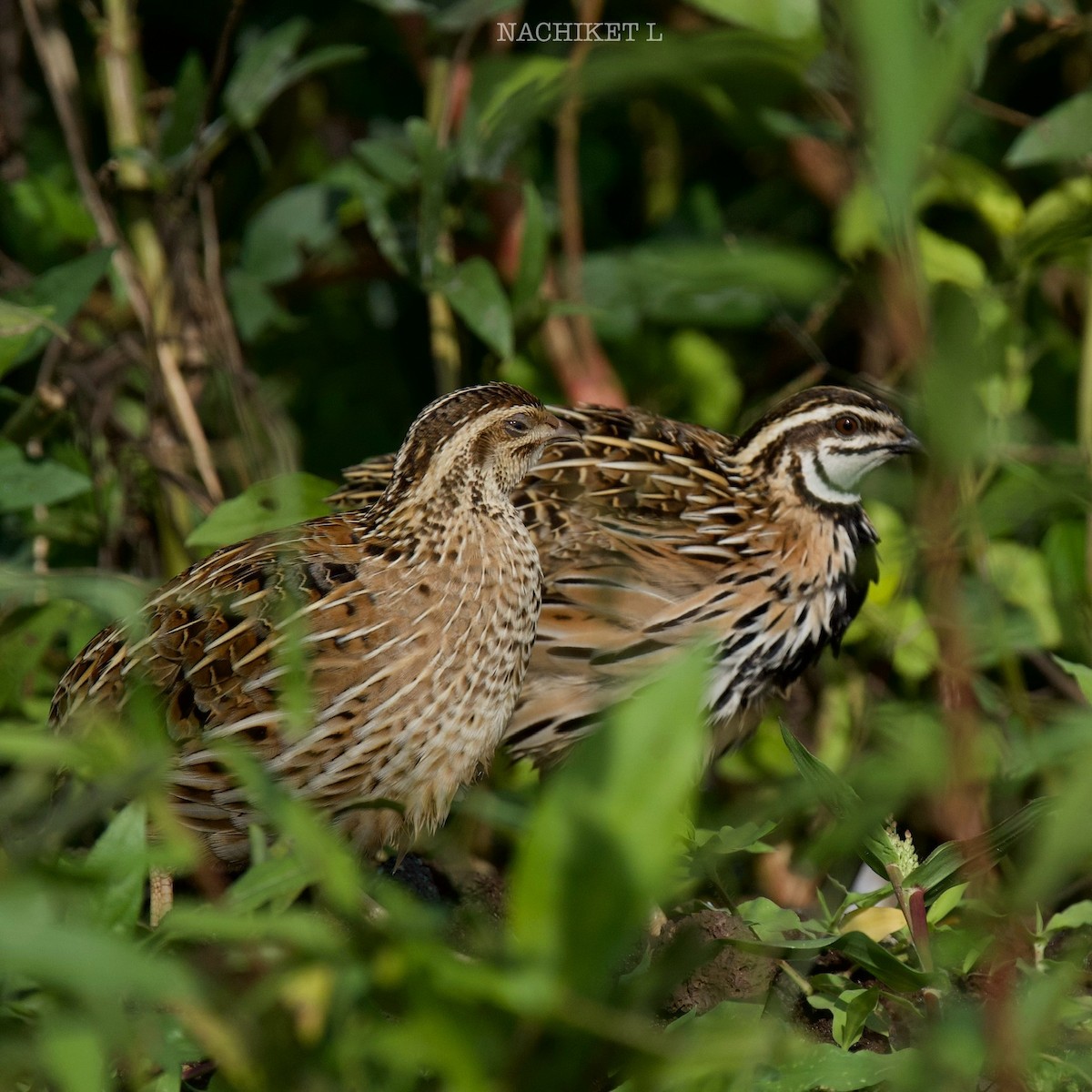 Rain Quail - ML637934173