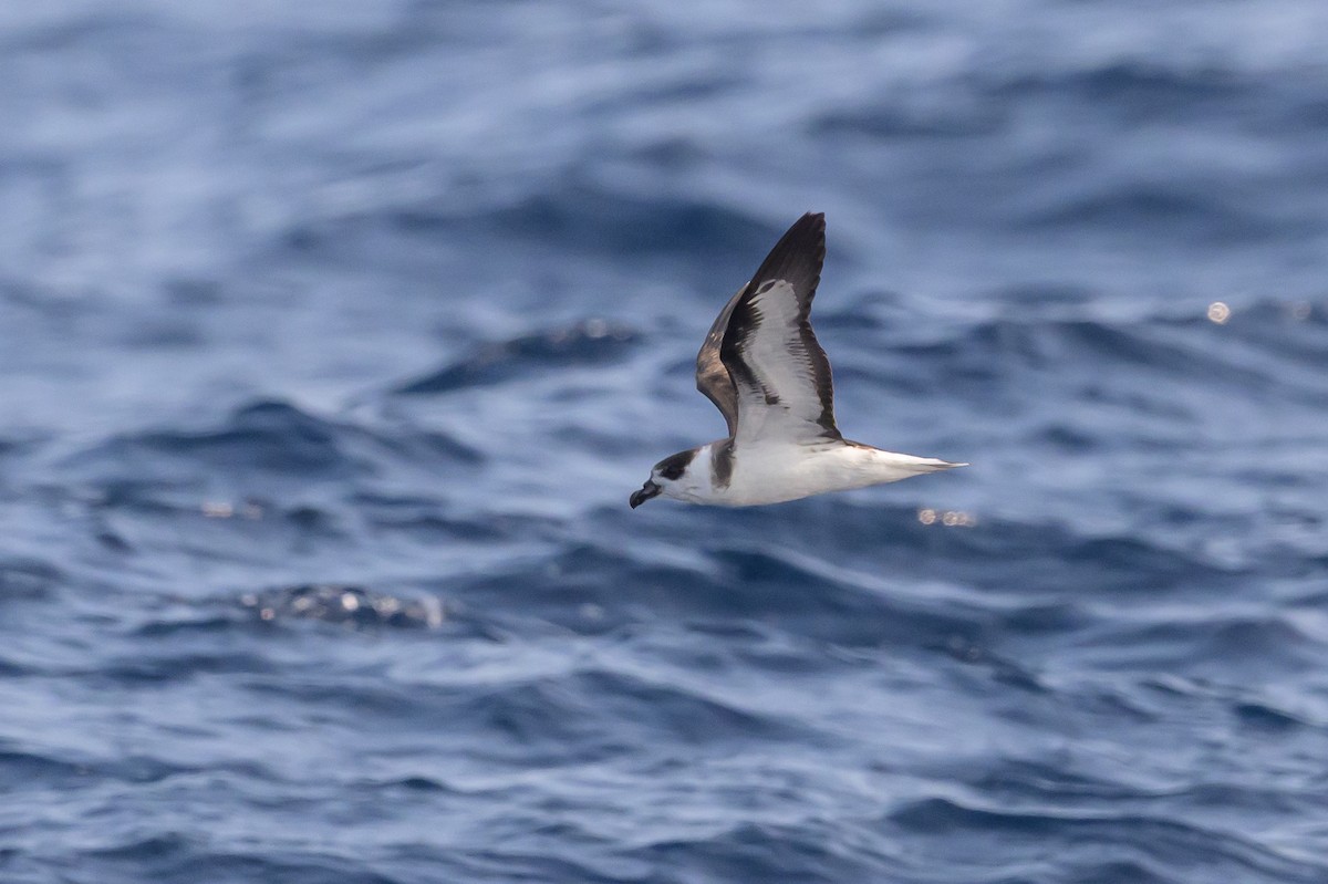 Black-capped Petrel (Dark-faced) - ML637934176