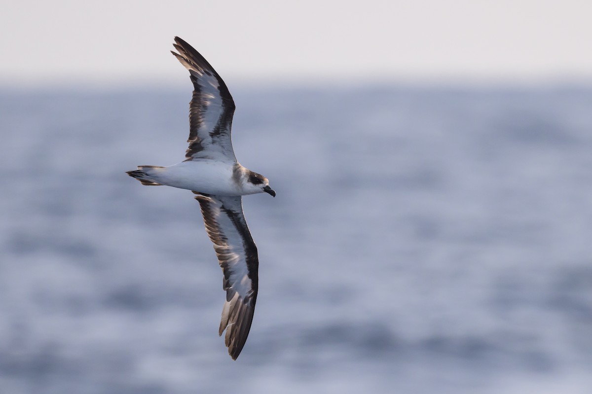 Black-capped Petrel (Dark-faced) - ML637934178