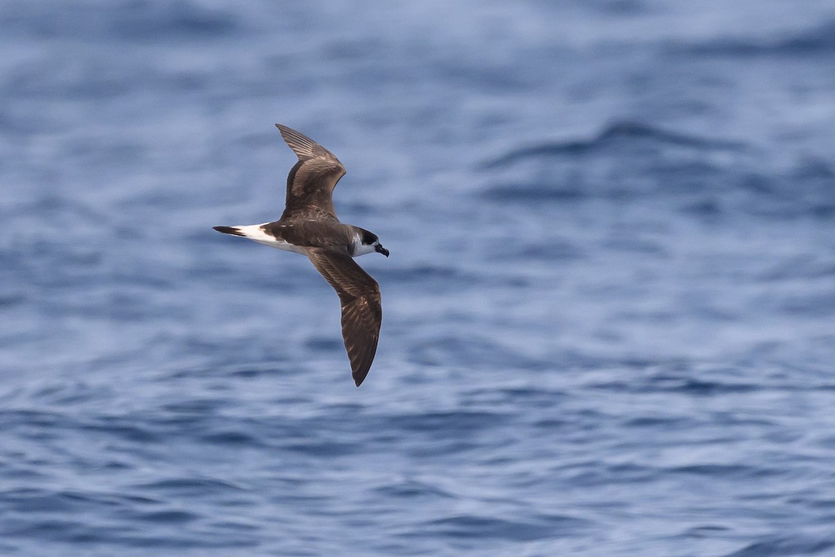 Black-capped Petrel (Dark-faced) - ML637934226