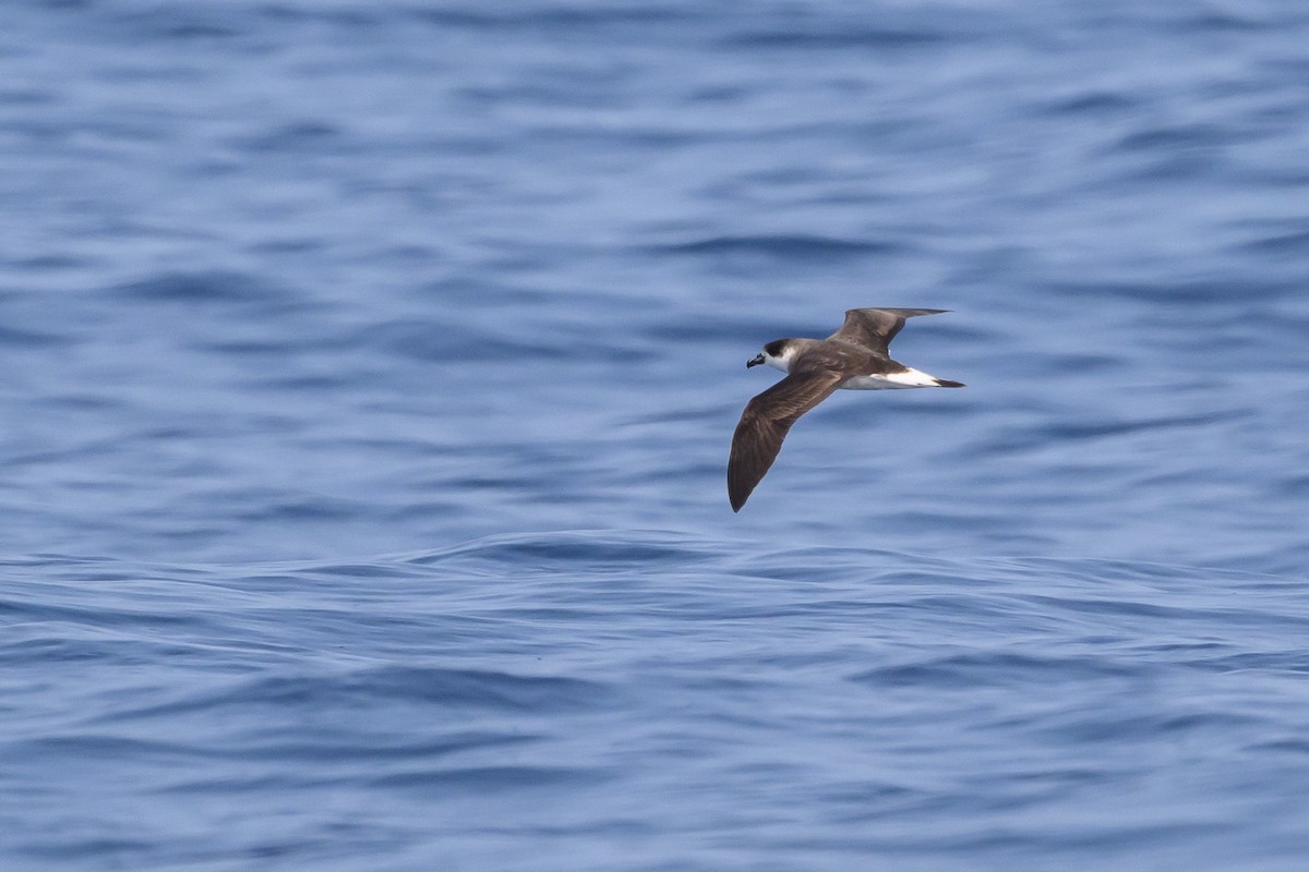 Black-capped Petrel (Dark-faced) - ML637934227