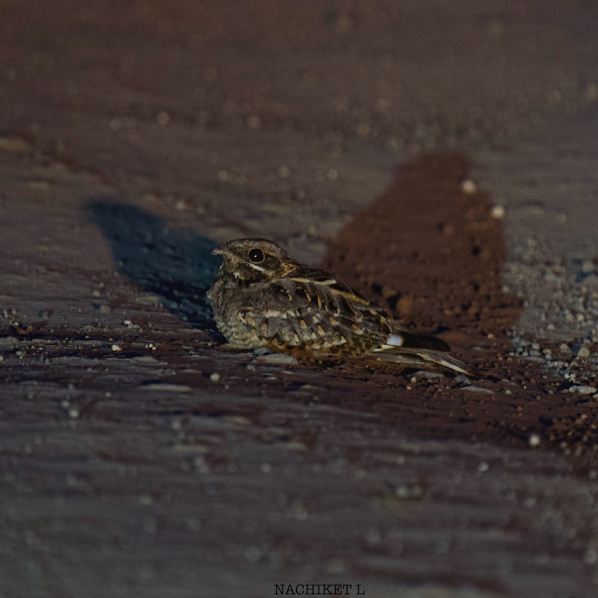 Indian Nightjar - ML637934256