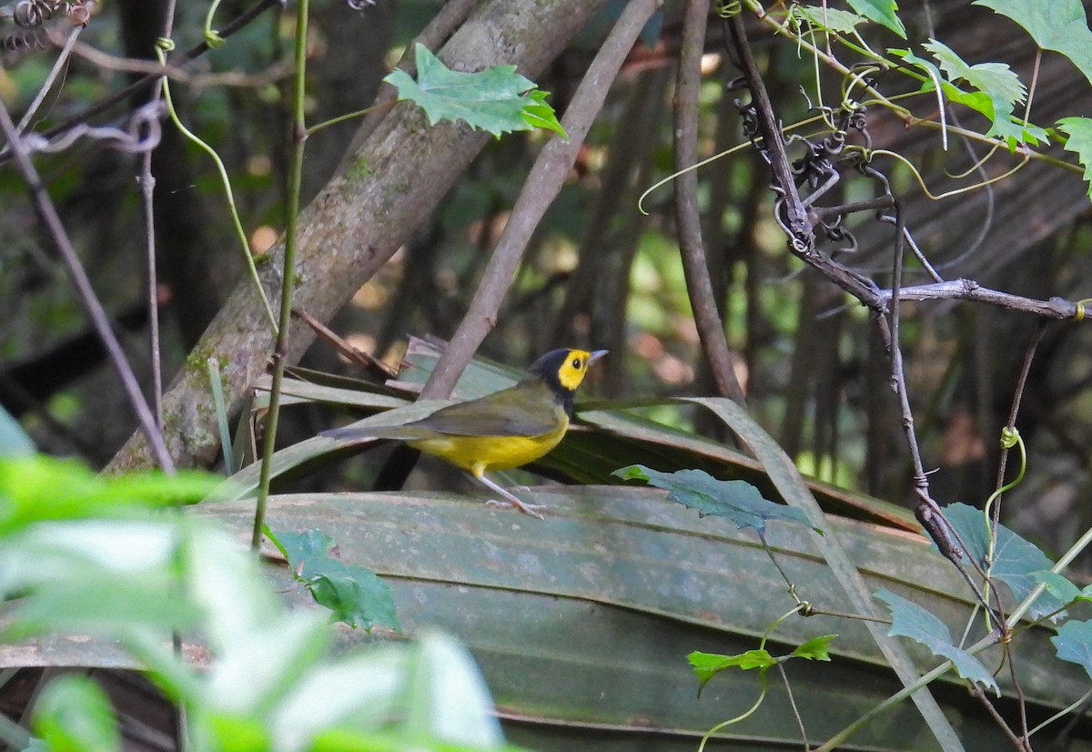 Hooded Warbler - ML637934257