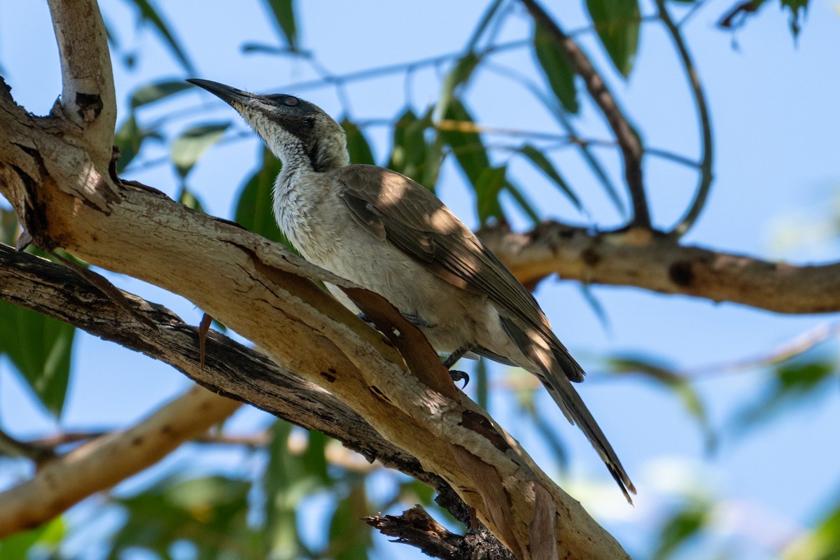 Helmeted Friarbird - ML637934262