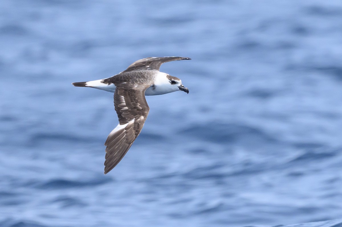 Black-capped Petrel (White-faced) - ML637934263