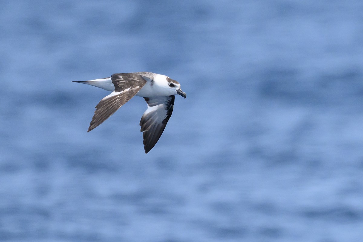 Black-capped Petrel (White-faced) - ML637934265