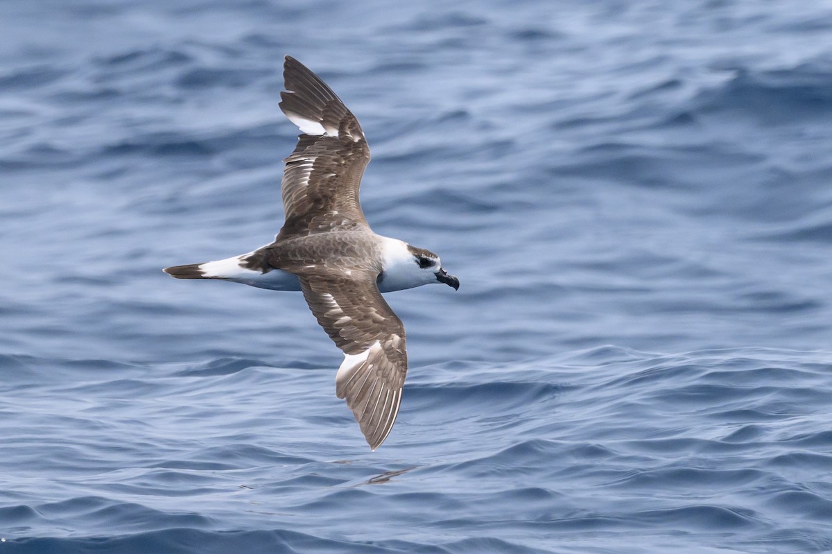 Black-capped Petrel (White-faced) - ML637934268