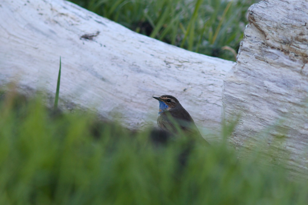 Bluethroat - ML637934274