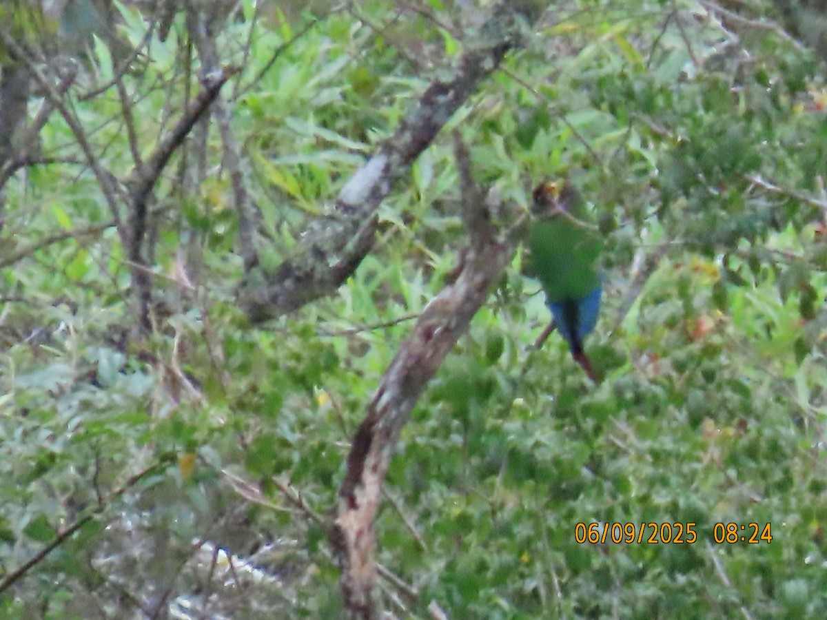 Green-cheeked Parakeet - ML637934275