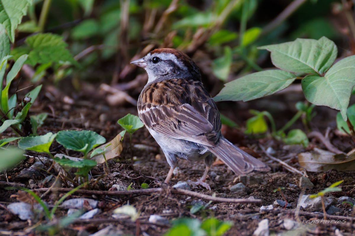 Chipping Sparrow - ML637934294
