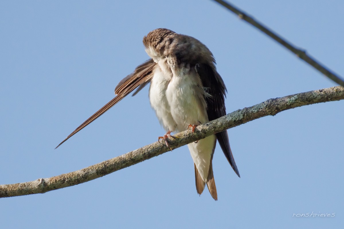Northern Rough-winged Swallow - ML637934317