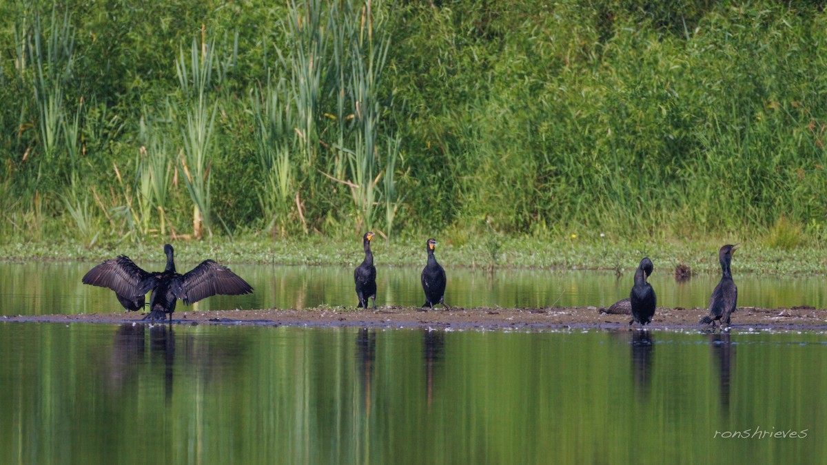 Double-crested Cormorant - ML637934330