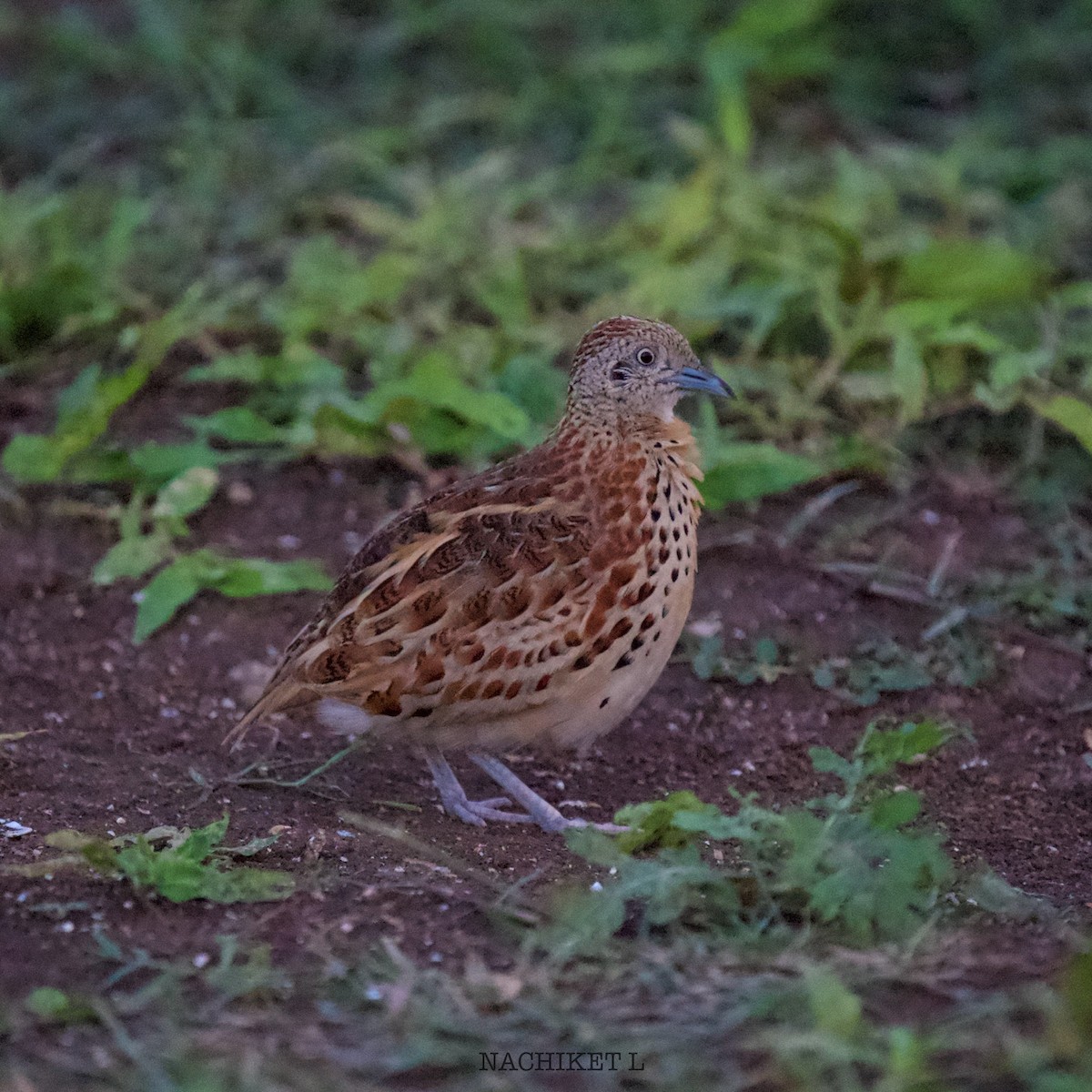 Small Buttonquail - ML637934334