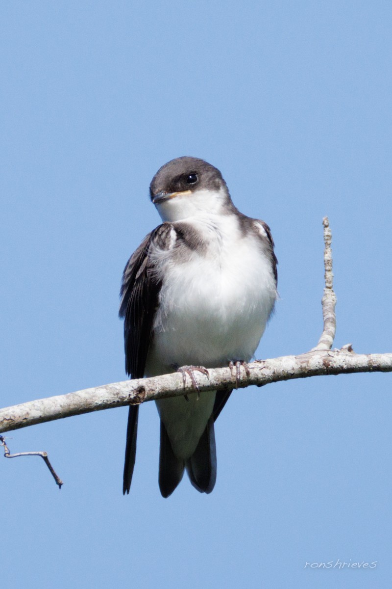 Tree Swallow - ML637934347