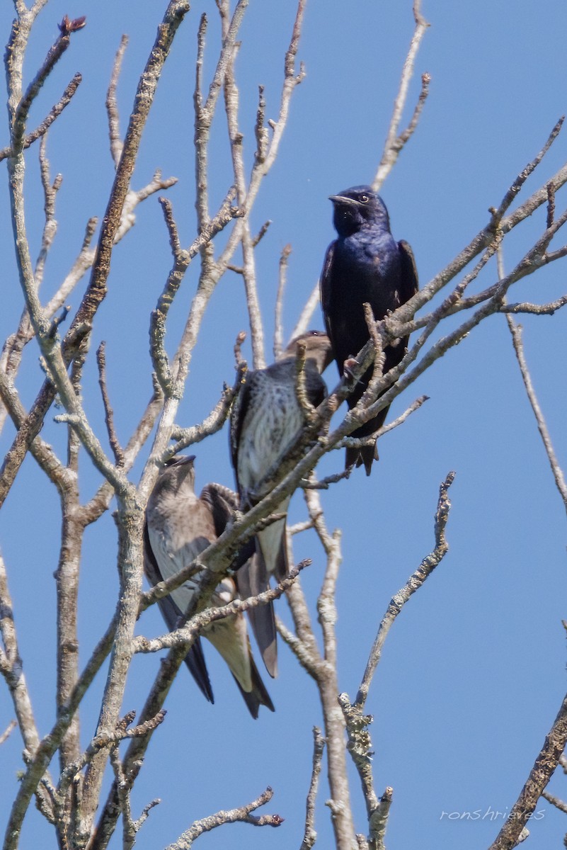 Purple Martin - ML637934358