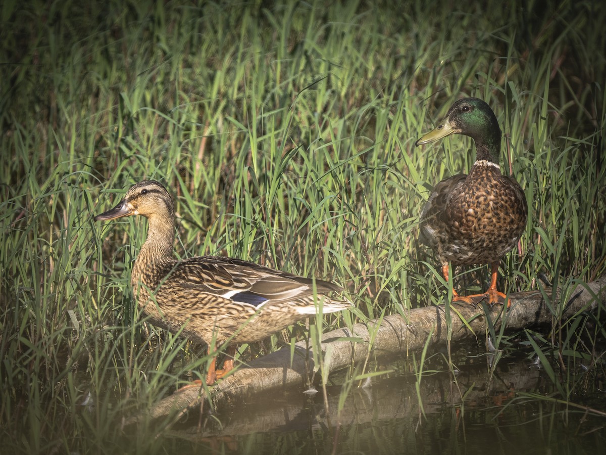 Mallard - ML637934359