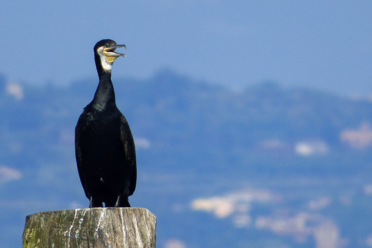 Great Cormorant - ML637934365