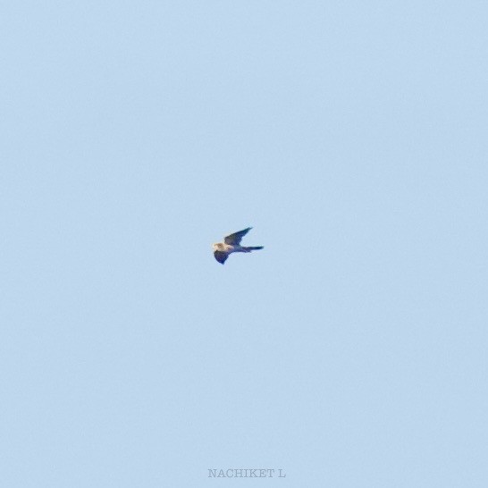 Red-necked Falcon - ML637934366