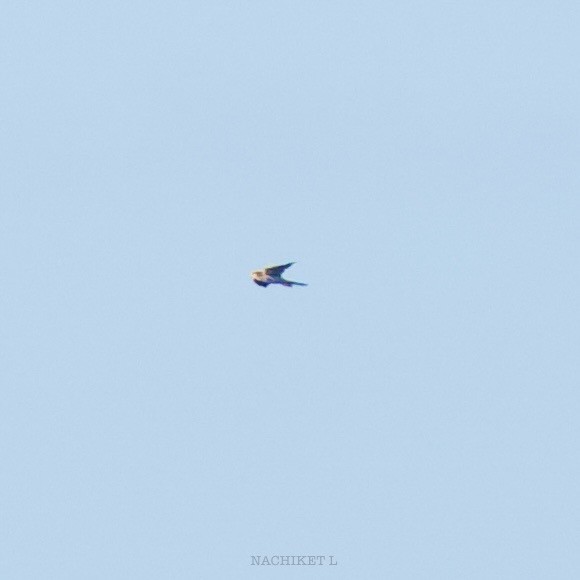 Red-necked Falcon - ML637934367