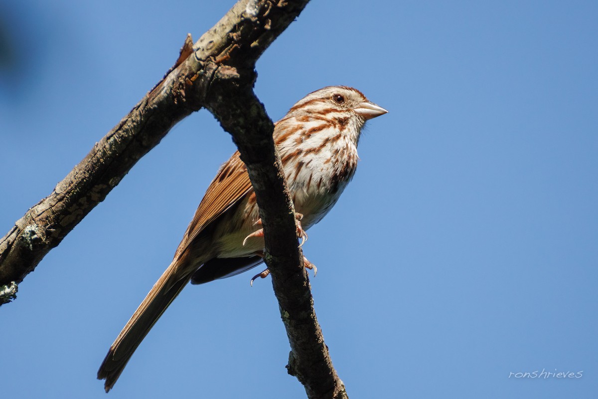 Song Sparrow - ML637934370