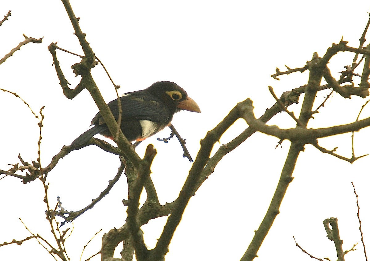 Double-toothed Barbet - ML637934378