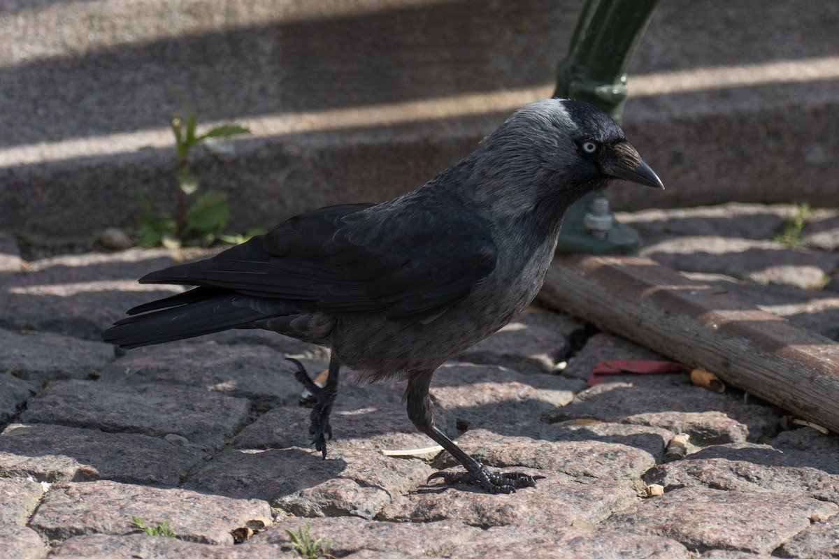 Belatxiki arrunta - ML637934391