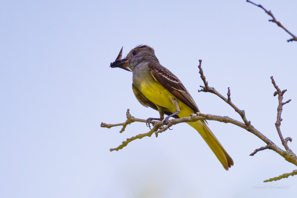Great Crested Flycatcher - ML637934421
