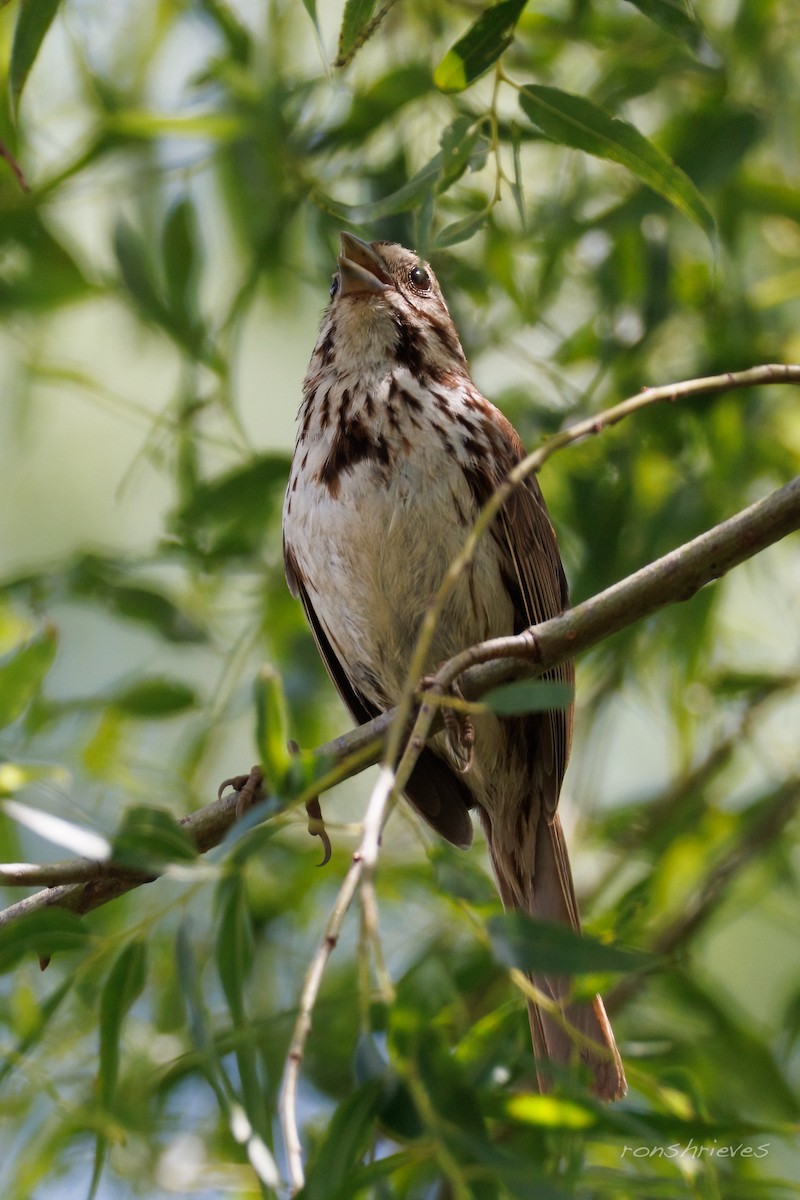 Song Sparrow - ML637934439