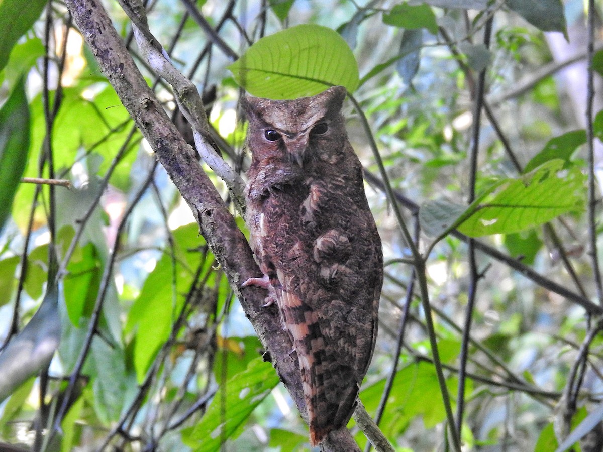 Rufescent Screech-Owl - ML637934450