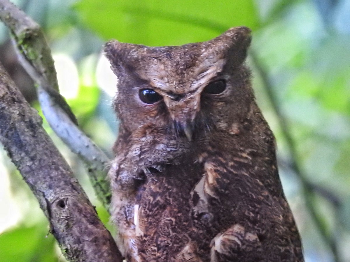 Rufescent Screech-Owl - ML637934451