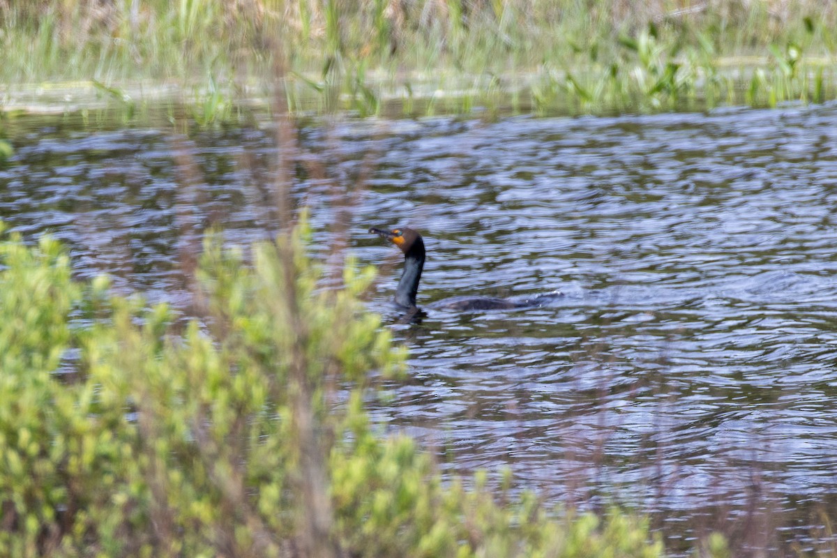 Great/Double-crested Cormorant - ML637934506