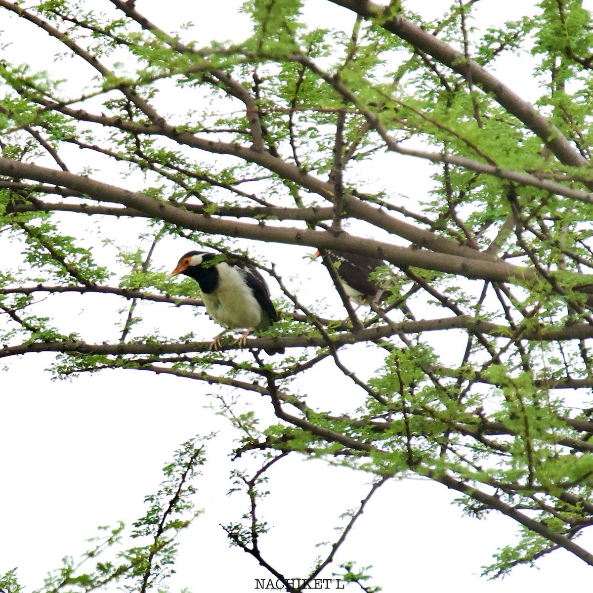 Indian Pied Starling - ML637934547