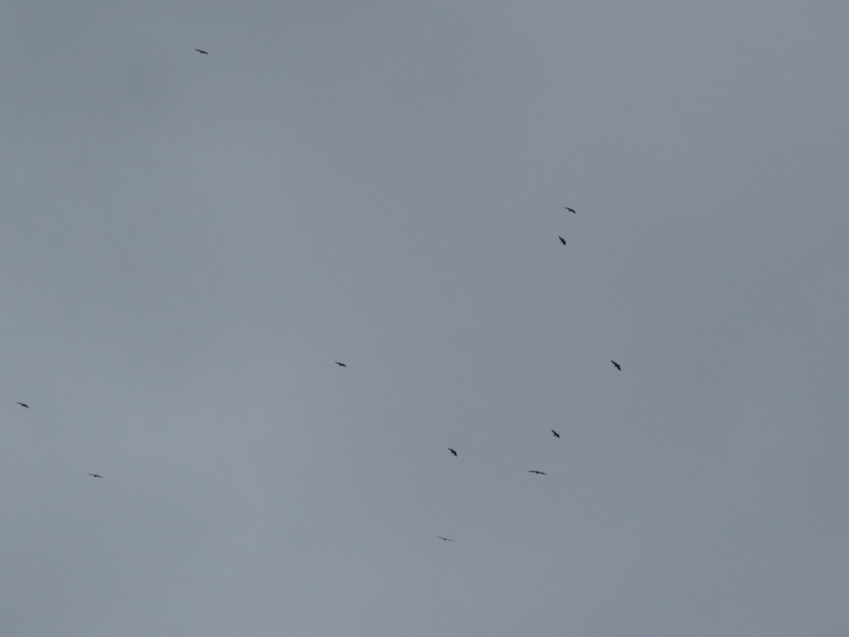 Eurasian Griffon - ML637934549