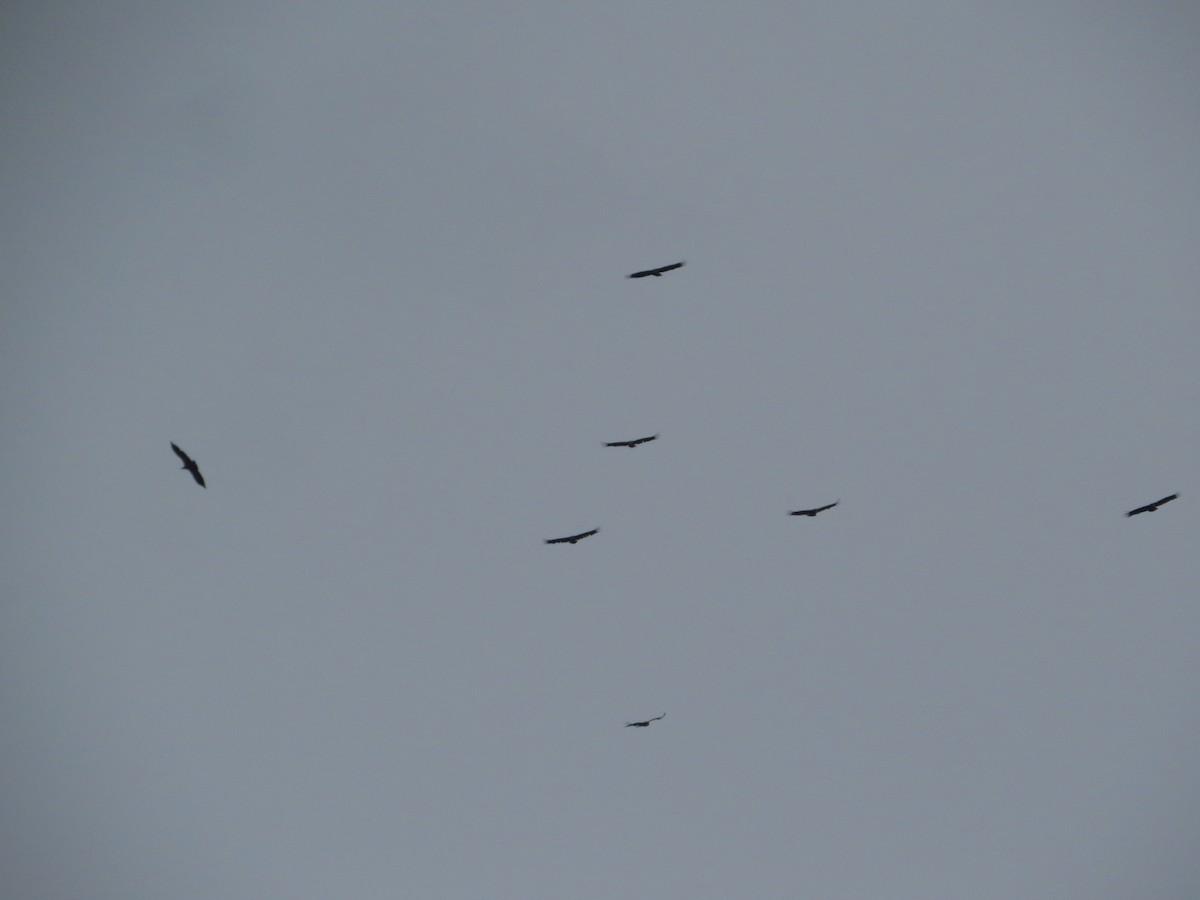 Eurasian Griffon - ML637934551